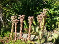 vignette Sempervivum sp, mon jardin