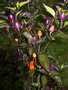 vignette Purple pepper (C. annuum)