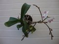 vignette Phalaenopsis