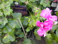 vignette de Lierre (Ivy), Pelargonium ?, fleur double, rose