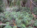 vignette Blechnum wattsii