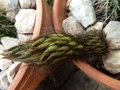 vignette Trichocereus spachianus, fleur tombe