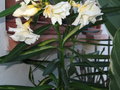 vignette Nerium oleander luteum plenum mutation floraison