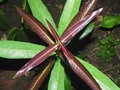 vignette Syzygium longifolium
