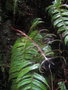 vignette Blechnum vulcanicum