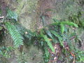 vignette Blechnum chambersii