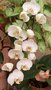 vignette phalaénopsis blanc
