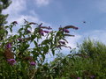vignette papillon : Macroglossum stellatarum - le moro sphinx, le sphinx colibri, le sphinx du caille-lait