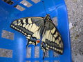 vignette papillon : Papilio machaon - le machaon, le grand porte-queue