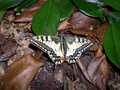 vignette papillon : Papilio machaon - le machaon, le grand porte-queue
