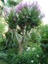 vignette Lagerstroemia indica en t