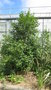 vignette Syringa amurensis var. japonica = Syringa reticulata