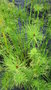 vignette Cyperus prolifer= Cyperus aequalis = Cyperus isocladus = Cyperus papyroides - Vrai papyrus nain