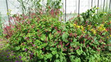 vignette Persicaria amplexicaulis