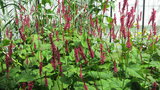 vignette Persicaria amplexicaulis