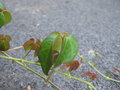 vignette Parthenocissus semicordata taiwan