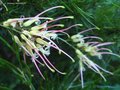 vignette Grevillea semperflorens desert flame encore l au 25 07 12