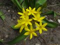 vignette Hypoxis hirsuta au 02 08 12