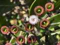 vignette Syzygium multipetalum
