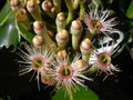 vignette Syzygium multipetalum