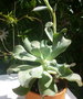 vignette Echeveria gibbiflora carunculata 3 8 2012 Ndc