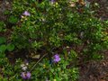 vignette Rhododendron Litangense qui refleurit au 05 08 12