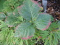 vignette Rubus saxatilis