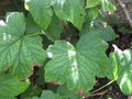 vignette Rubus parviflorus