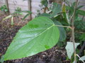 vignette Rubus caudifolius bwc085