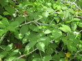 vignette Rubus biflorus