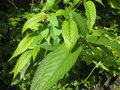 vignette Rubus paucidentatus bwc051