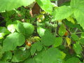 vignette Rubus biflorus