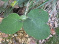 vignette Rubus crassifolius bwc072