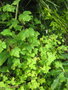 vignette Rubus neomexicanus hlwl3595