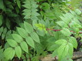 vignette Rubus coreanus 'Darts mahogany'