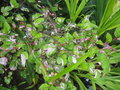 vignette Rubus microphyllus variegatus