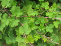 vignette Rubus pentalobus X