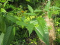 vignette Rubus paucidentatus bwc051