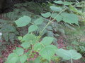 vignette Rubus mesogaeus