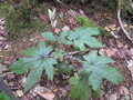 vignette Rubus reflexus lanceolobus bwc073