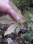 vignette Rubus reflexus lanceolobus bwc073