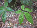 vignette Rubus cochinchinensis