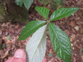 vignette Rubus cochinchinensis