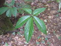 vignette Rubus cochinchinensis