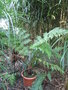 vignette cyathea australis