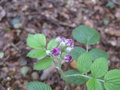 vignette Rubus niveus