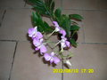 vignette orchide dendrobium