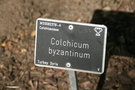vignette Colchicum byzantinum
