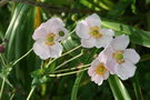 vignette Anemone hupehensis var. japonica