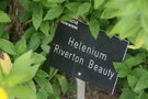 vignette Helenium 'Riverton Beauty'